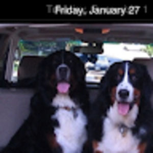 Meet your Posher, Sidney